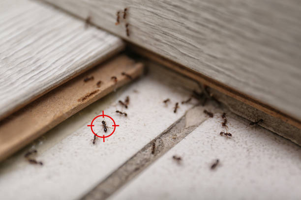 Best Termite Control Services  in North Kansas City, MO