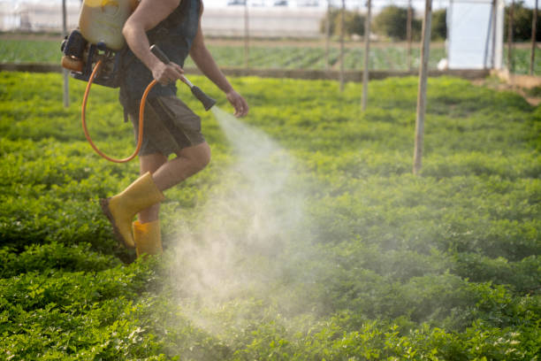 Best Affordable Pest Control Services  in North Kansas City, MO