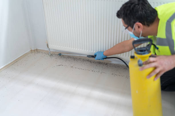 Best Termite Control Services  in North Kansas City, MO